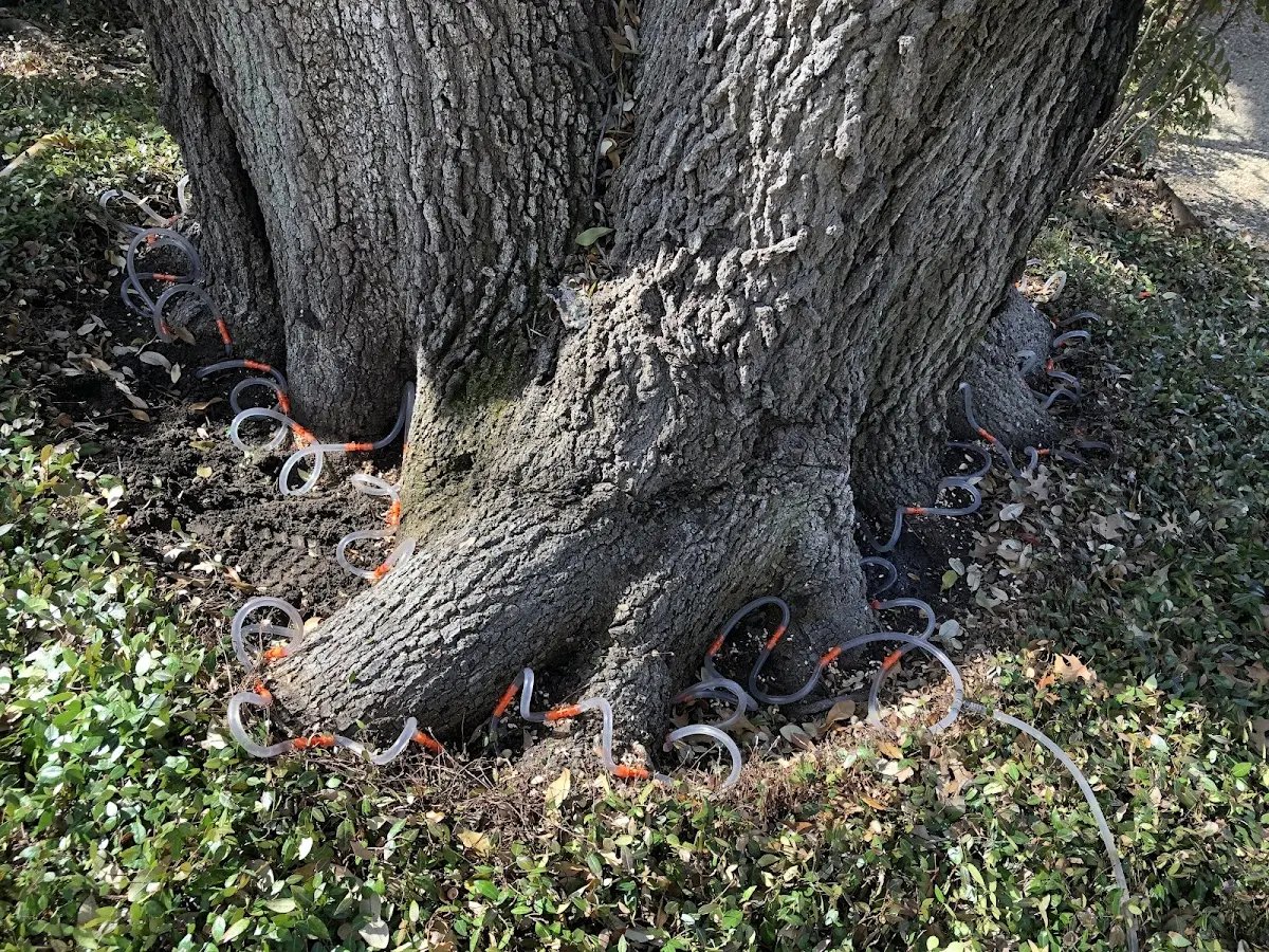 Detailed Tree Cabling and Bracing job site in Morton